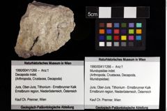 Foto (Objket + Etiketten) von Mundopsidae indet. 